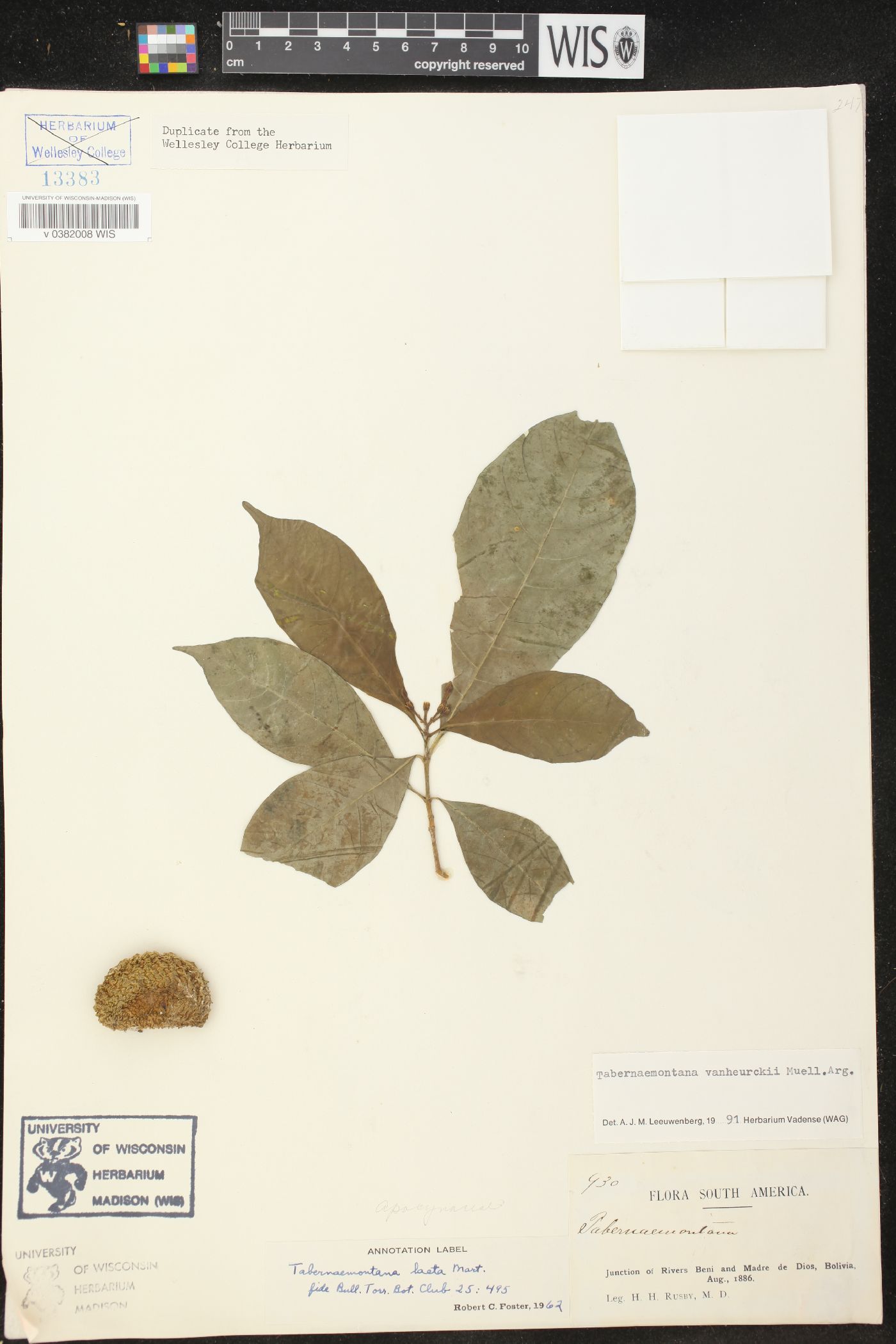 Tabernaemontana vanheurckii image