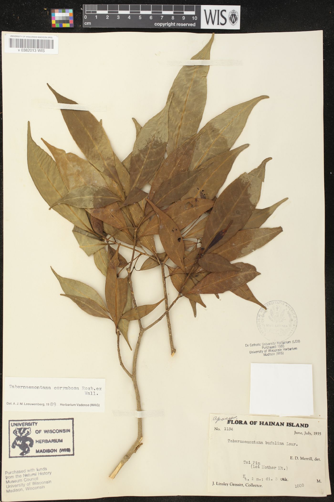 Tabernaemontana corymbosa image