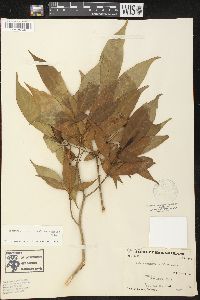 Tabernaemontana corymbosa image
