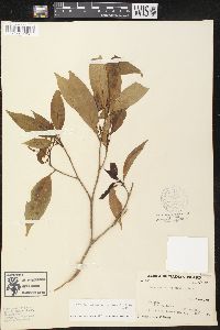 Tabernaemontana corymbosa image