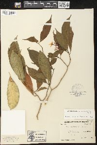 Tabernaemontana corymbosa image