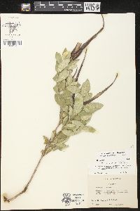 Telosiphonia macrosiphon image