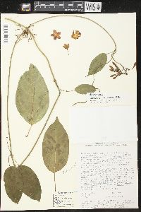 Thenardia floribunda image