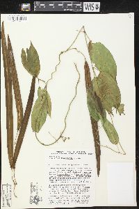 Thenardia floribunda image