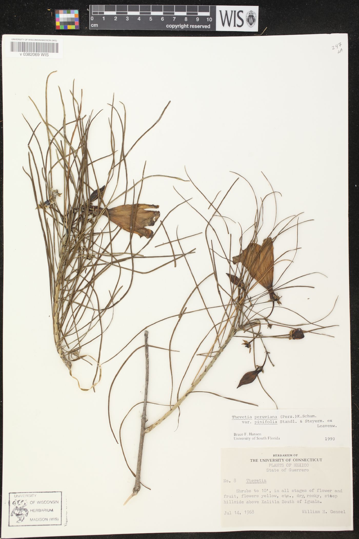 Cascabela pinifolia image