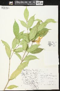 Image of Thevetia plumeriaefolia