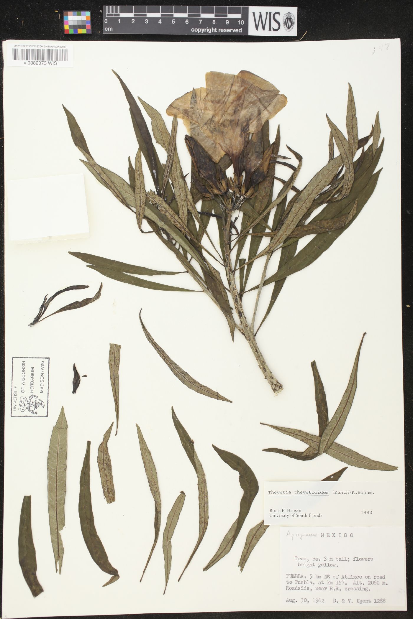 Thevetia thevetioides image