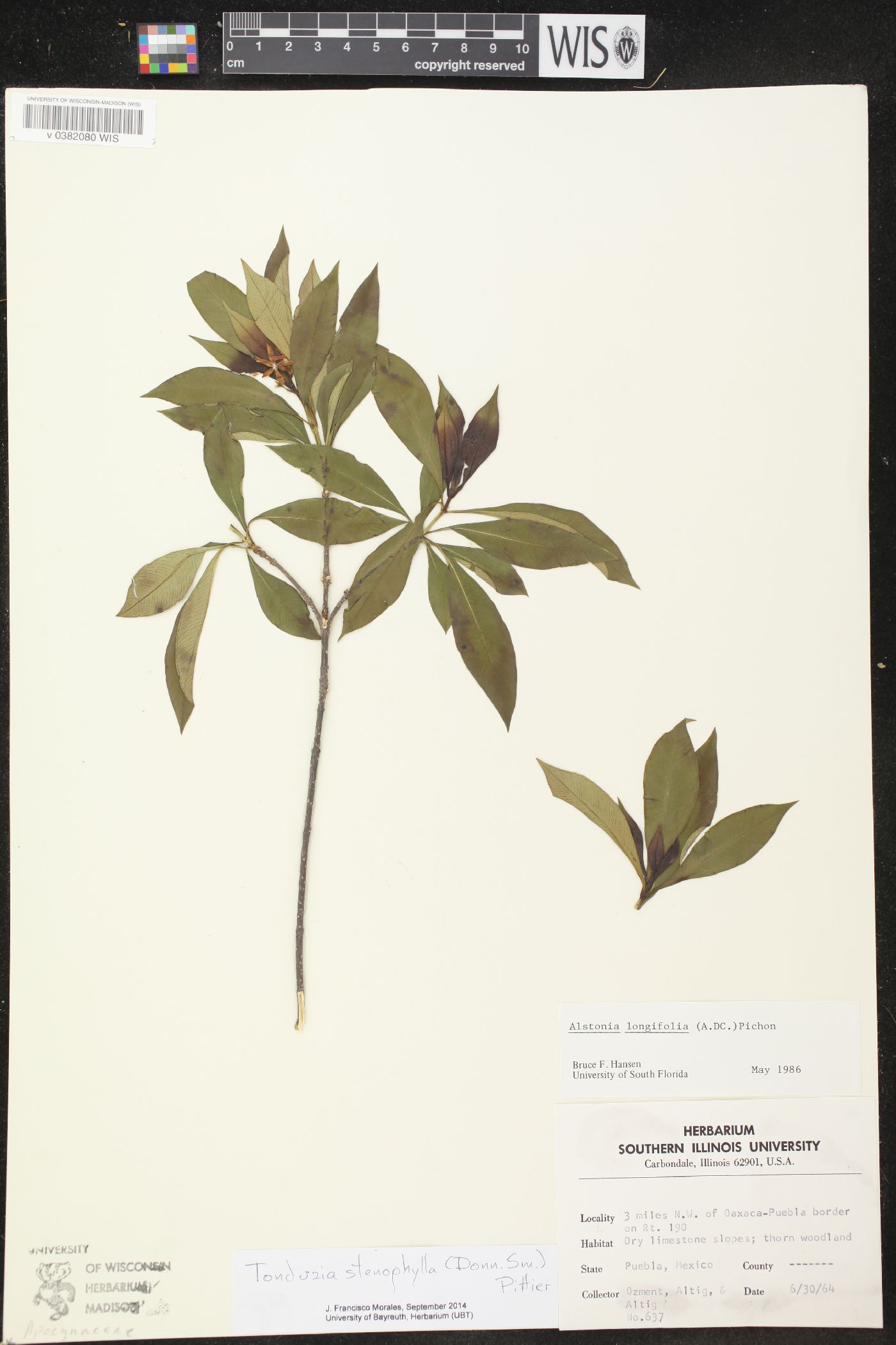 Tonduzia stenophylla image