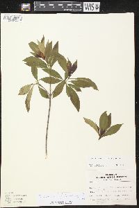 Image of Tonduzia stenophylla