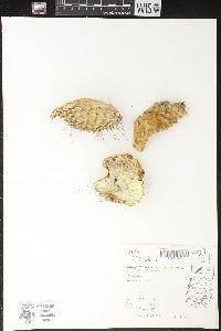 Opuntia polyacantha image