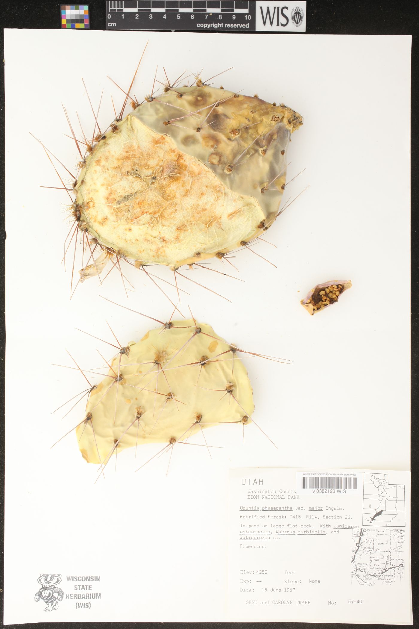 Opuntia phaeacantha var. major image