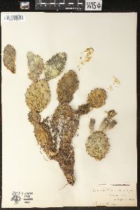 Opuntia humifusa image