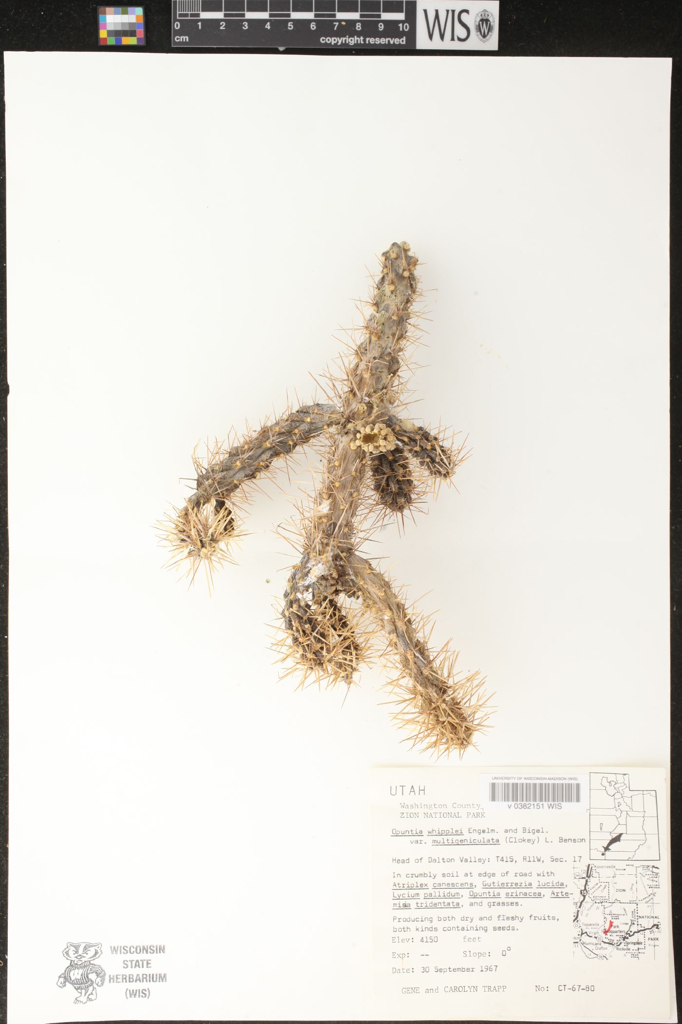 Cylindropuntia × multigeniculata image