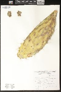 Image of Opuntia atropes