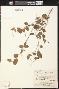 Croton hieronymi image