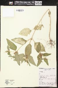 Croton hirtus image