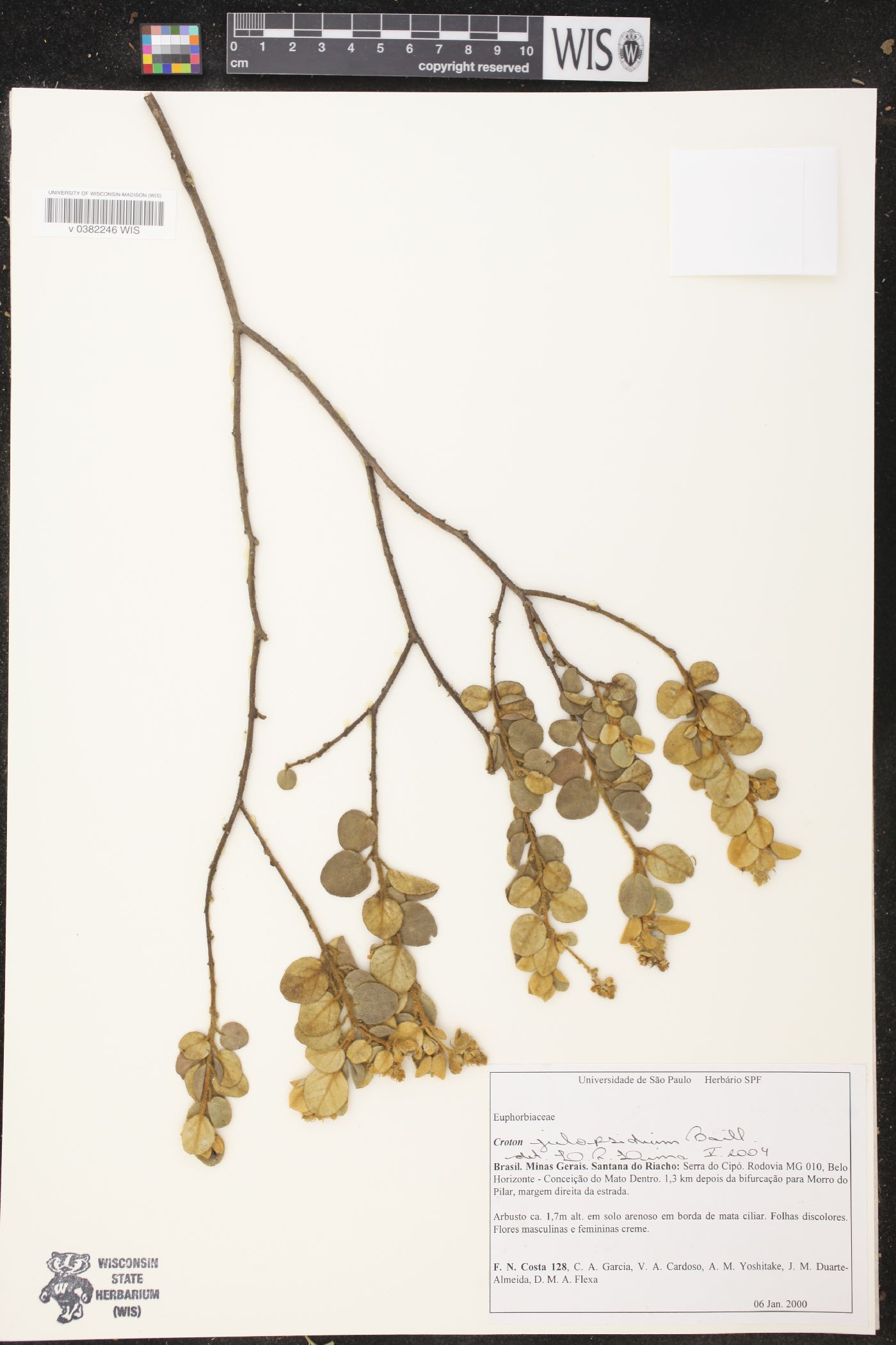 Croton abeggii image
