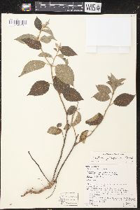 Croton jutiapensis image