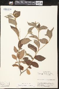 Croton jutiapensis image