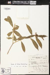 Croton jutiapensis image