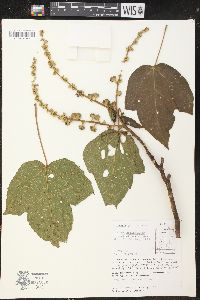 Croton jutiapensis image