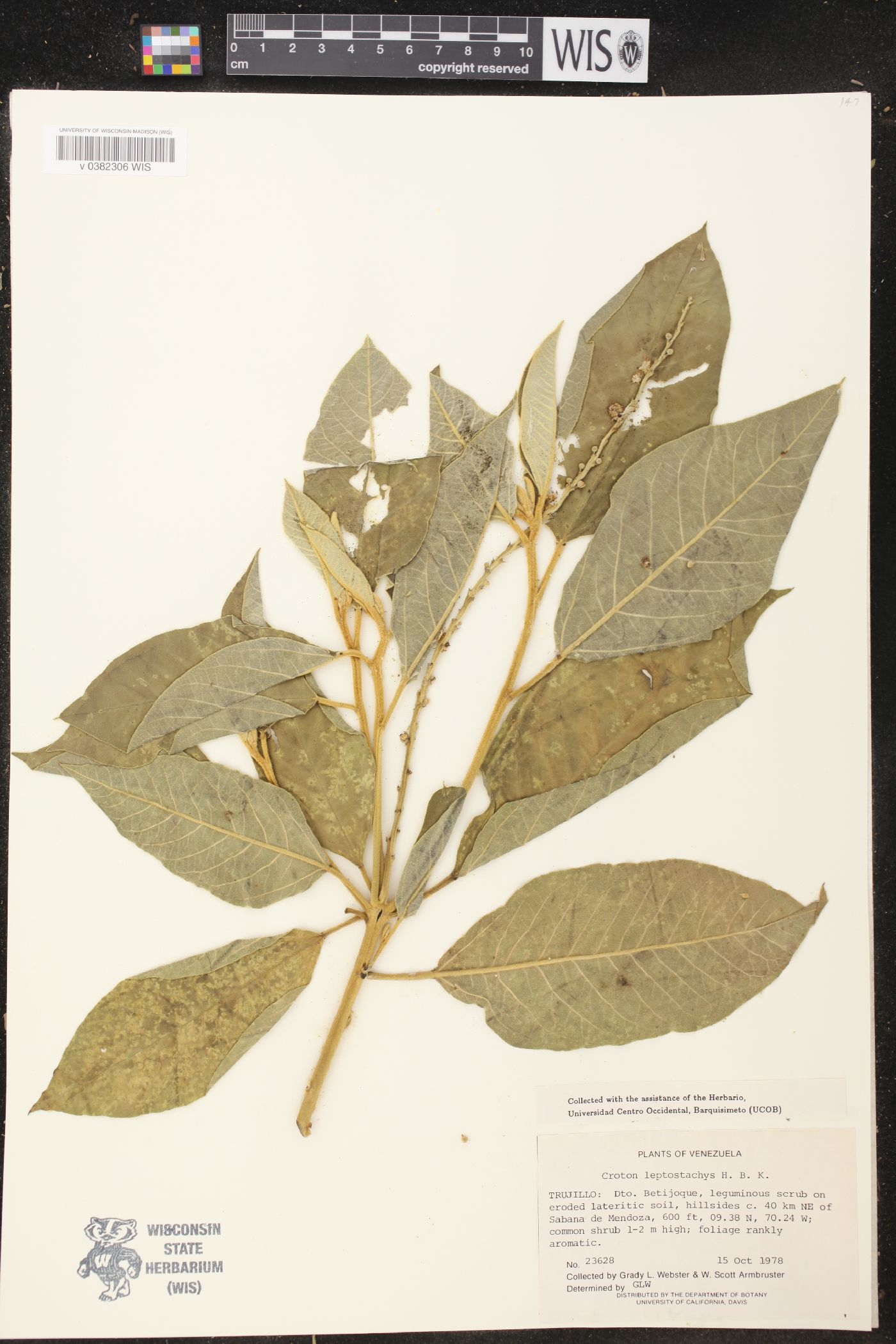 Croton leptostachyus image