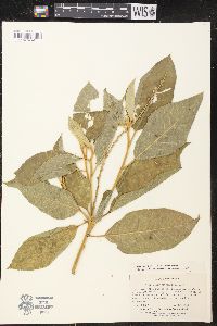 Croton leptostachyus image