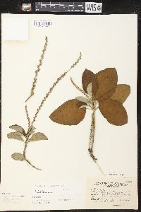 Croton leptostachyus image
