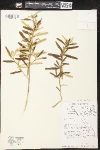 Croton linearis image