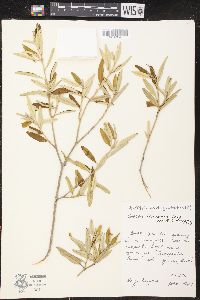 Croton linearis image