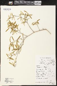 Croton linearis image