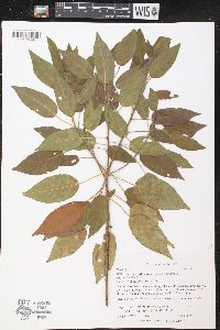 Croton lucidus image