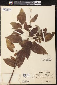 Croton lundellii image