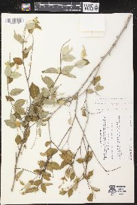 Croton mazapensis image