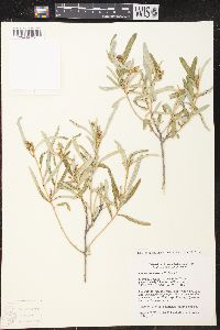 Image of Croton michaelii