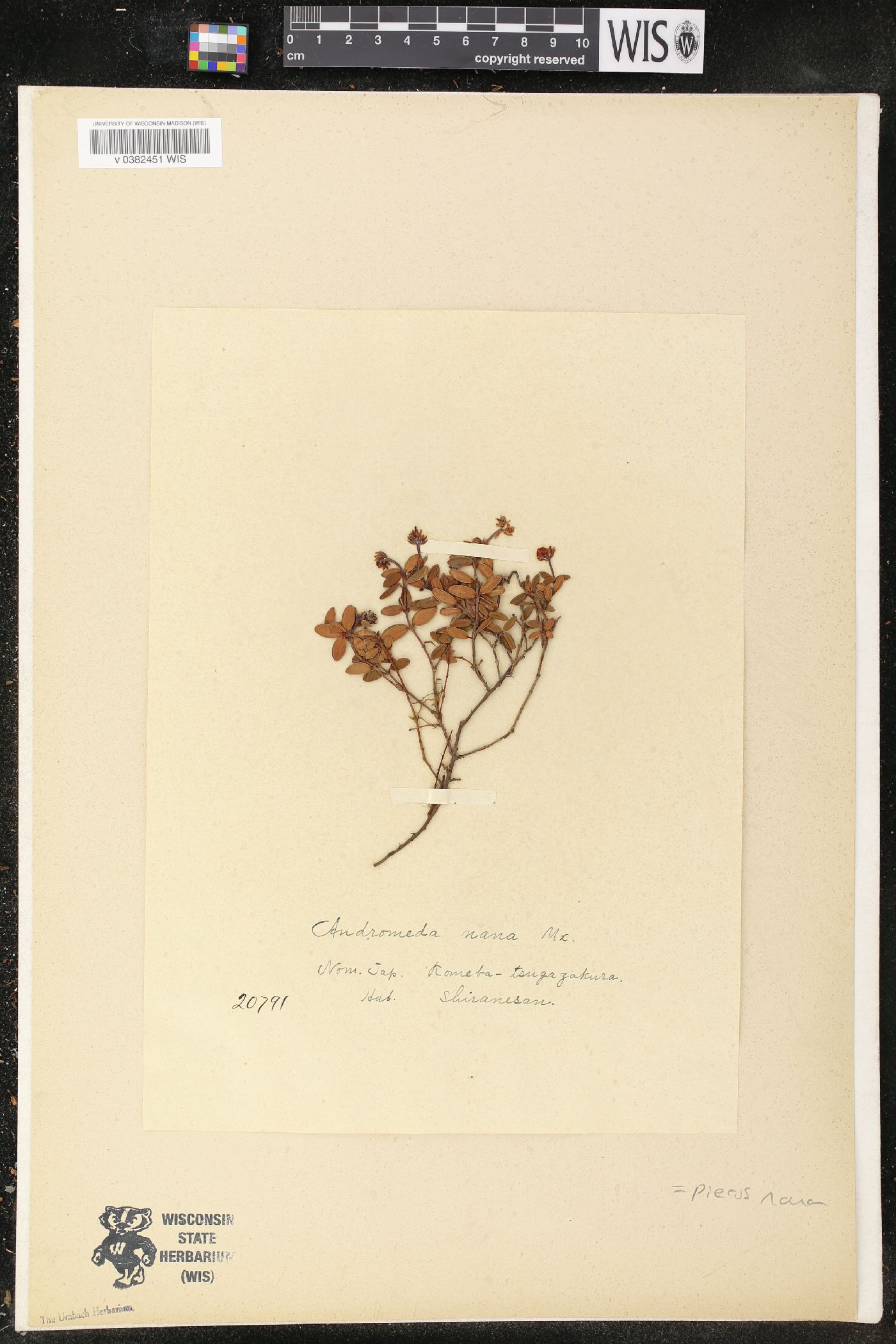 Arcterica nana subsp. nana image