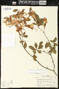 Rhododendron arborescens image