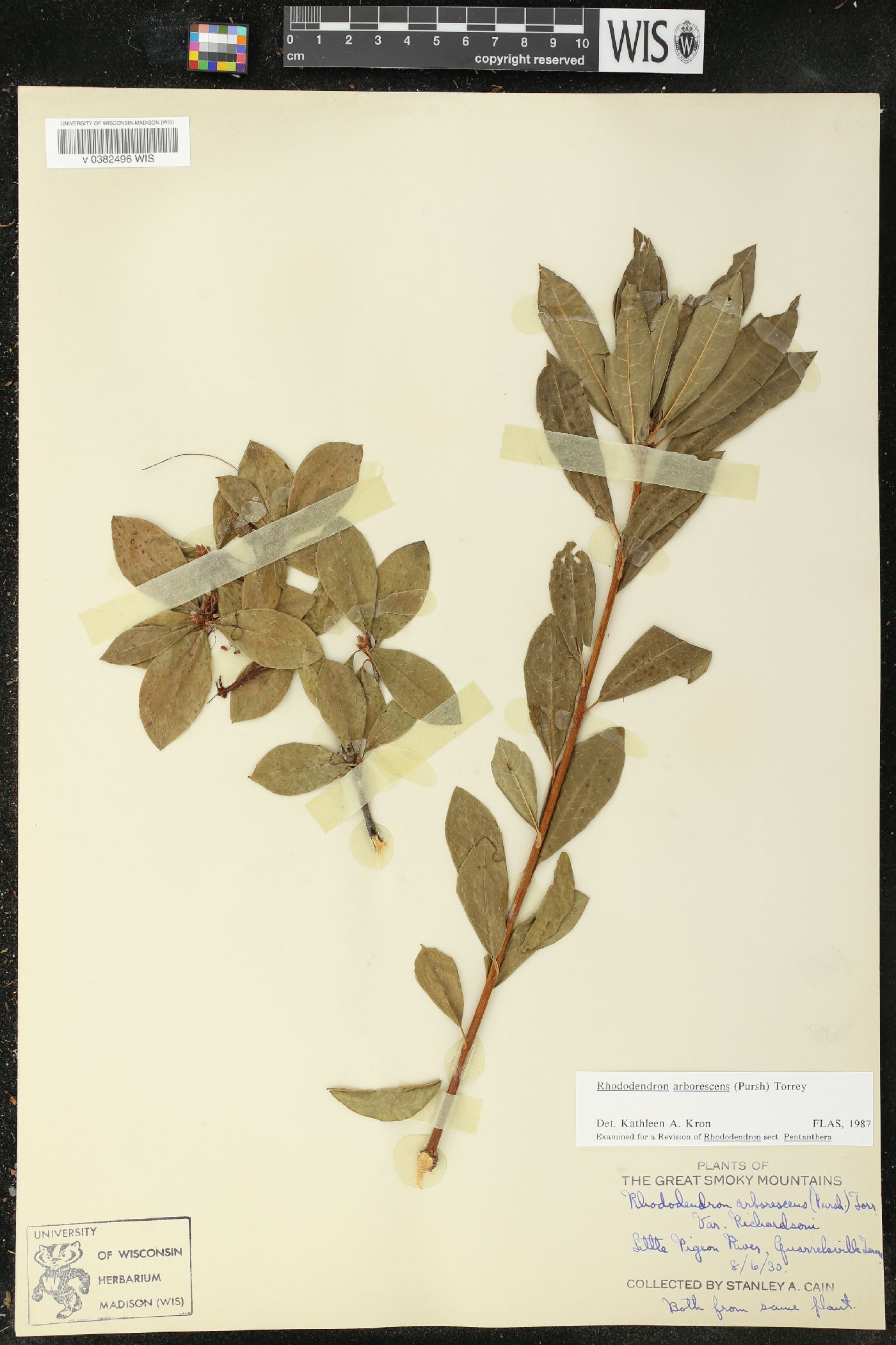 Rhododendron arborescens var. richardsonii image