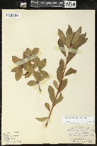 Rhododendron arborescens image