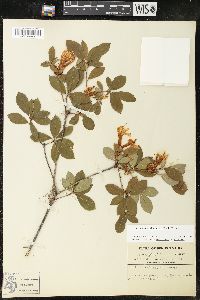 Rhododendron arborescens image