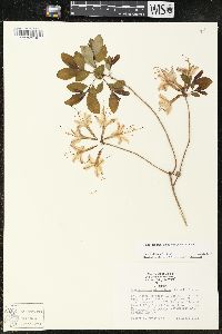 Rhododendron atlanticum image