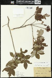 Rhododendron calendulaceum image