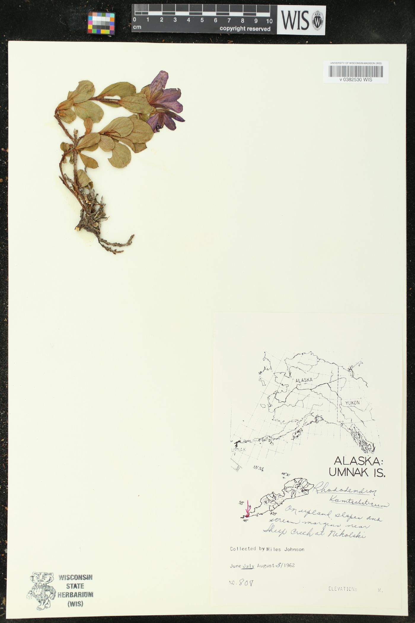 Rhododendron camtschaticum image