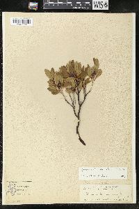 Rhododendron canadense image