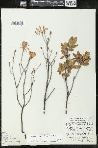 Rhododendron canadense image