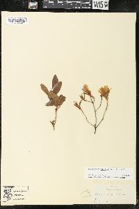 Rhododendron canadense image