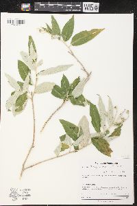 Croton argyrophyllus image