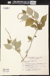 Croton miradorensis image