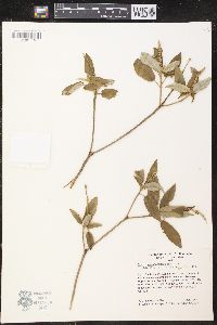 Croton miradorensis image