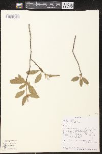 Croton mollis image